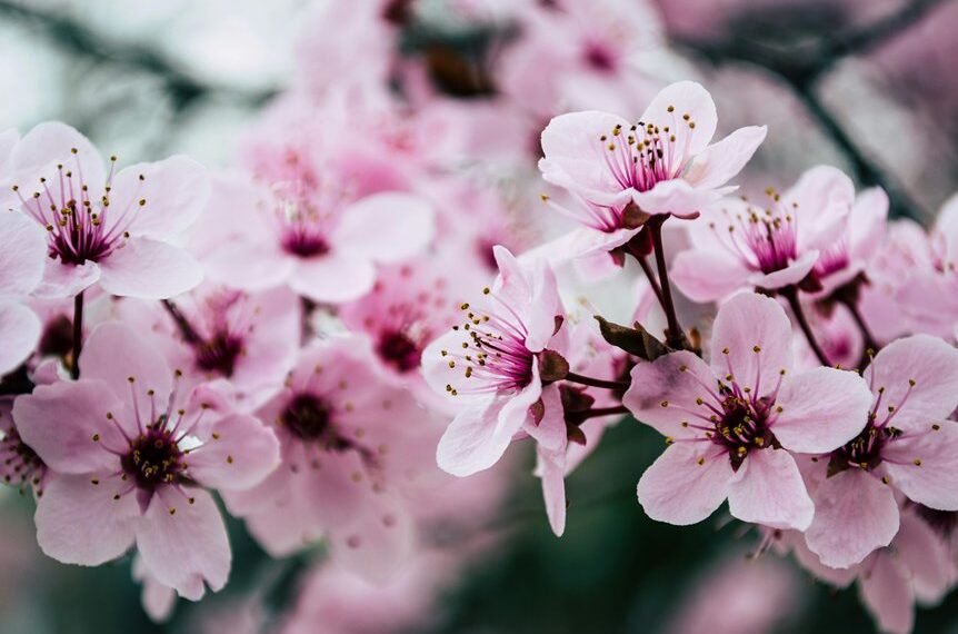 seo growth for visibility